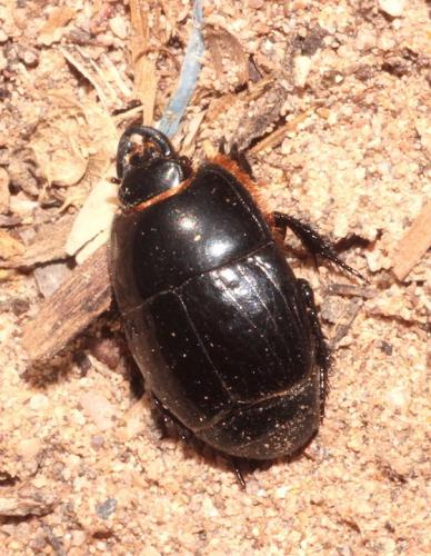 Réf. 263 390 : Pactolinus major